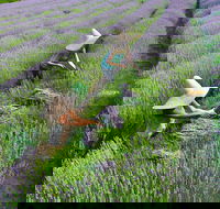 Lavandula Swiss Italian Farm - Accommodation Tasmania