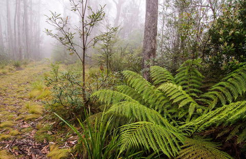 Link Trail - Gloucester Tops To Careys Peak - Accommodation Tasmania 0
