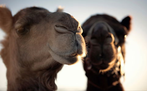 Outback Camel Festival Trail - Accommodation Tasmania 0