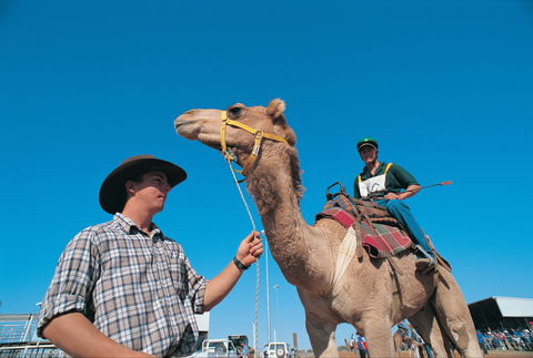 Outback Camel Festival Trail - Accommodation Tasmania 1