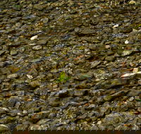 Potoroo Falls picnic area - Accommodation Tasmania