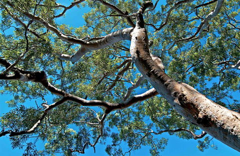 Ridge Walking Track - Accommodation Tasmania 0