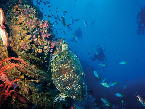 SS Yongala Dive Site - Accommodation Tasmania 0