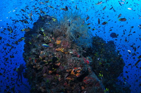 SS Yongala Dive Site - Accommodation Tasmania 2