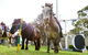 Canterbury Park Racecourse - thumb 1