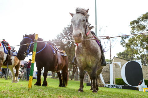 Canterbury Park Racecourse - Accommodation Tasmania 1