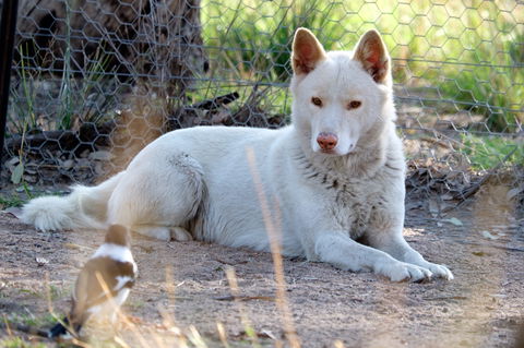 Durong Dingo Sanctuary - Accommodation Tasmania 0