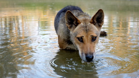 Durong Dingo Sanctuary - Accommodation Tasmania 1