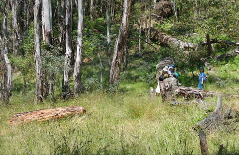 Federal Falls Walk - Accommodation Tasmania 0