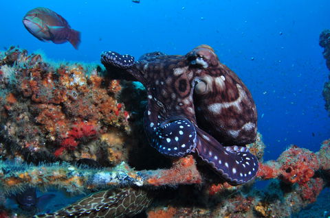 HMAS Brisbane Dive Site - Accommodation Tasmania 2