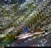 Lyrebird Circuit Walk - Accommodation Tasmania