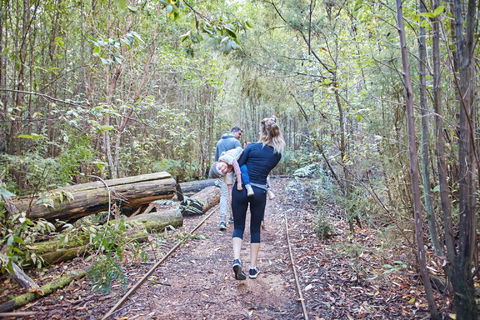 Lyrebird Circuit Walk - Accommodation Tasmania 1