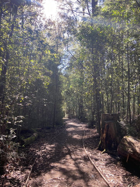 Lyrebird Circuit Walk - Accommodation Tasmania 2