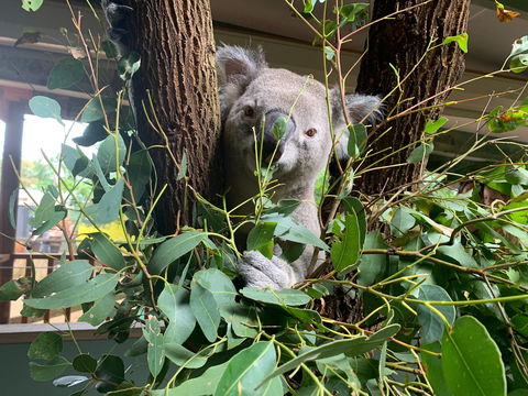 Macadamia Castle - Accommodation Tasmania 0