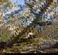 Mount Barrington picnic area - Accommodation Tasmania