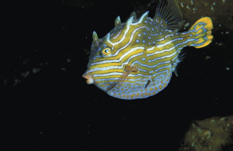 Mushroom Reef Marine Sanctuary - Accommodation Tasmania 0
