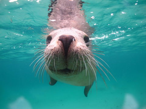 Seal Cove - Accommodation Tasmania 0