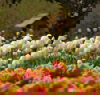 Tulip Top Gardens - Accommodation Tasmania