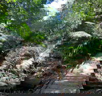 Wirrawilla Rainforest Walk - Accommodation Tasmania