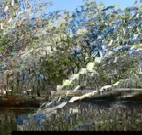 Wongi State Forest - Accommodation Tasmania