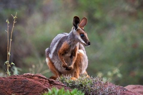 Arkaroola Wilderness Sanctuary - Accommodation Tasmania 0