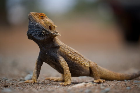 Arkaroola Wilderness Sanctuary - Accommodation Tasmania 1