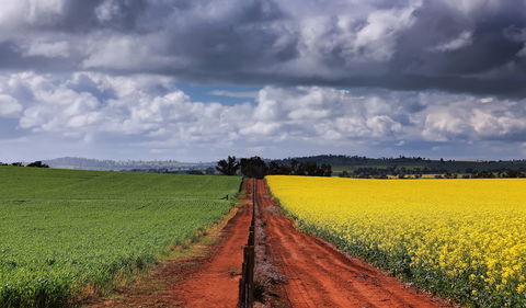 Canola Trail - Accommodation Tasmania 1