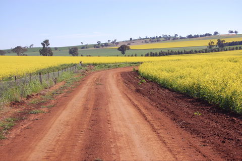 Canola Trail - Accommodation Tasmania 2