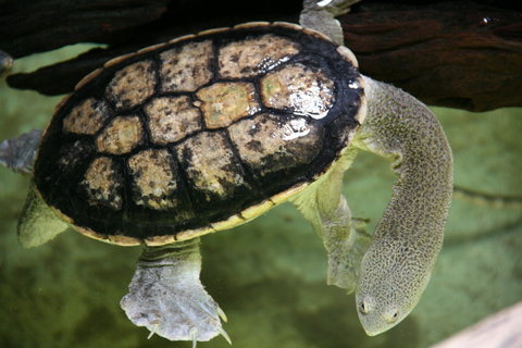 Discover Deadly - Accommodation Tasmania 1