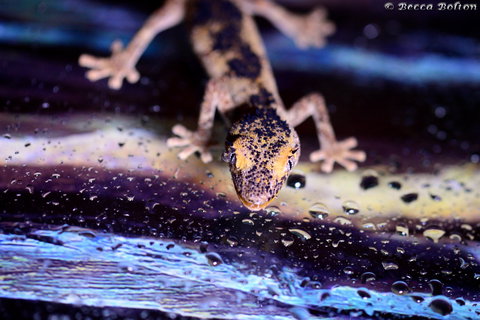 Discover Deadly - Accommodation Tasmania 2