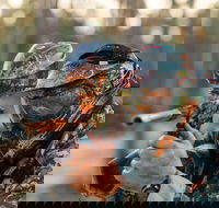 Echuca Paintball Games - Accommodation Tasmania