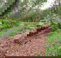 Forest Walking Track Gibraltar Range National Park - Accommodation Tasmania