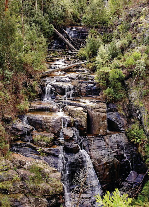 Kinglake National Park - Accommodation Tasmania 1
