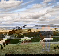 Merino and Co - Accommodation Tasmania