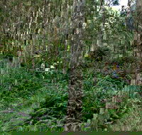 Nature Walking Track - Accommodation Tasmania