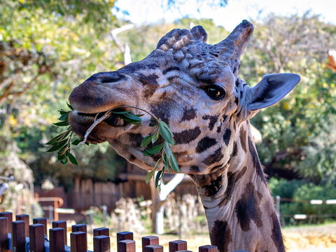 Perth Zoo - Accommodation Tasmania 0