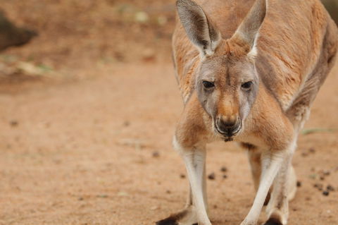 Perth Zoo - Accommodation Tasmania 1