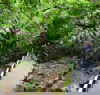 Rainforest Loop Walk Budderoo National Park - Accommodation Tasmania