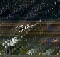 Seaham Swamp Nature Reserve - Accommodation Tasmania