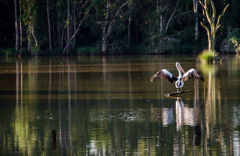 Seaham Swamp Nature Reserve - Accommodation Tasmania 0