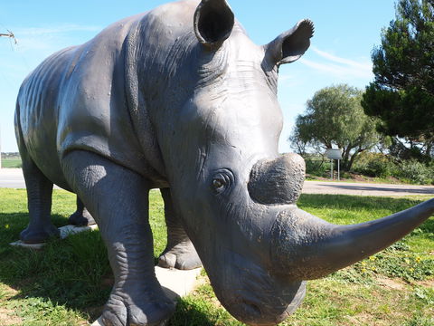 Tailem Bend Rhino Park And Dickson Reserve - Accommodation Tasmania 0