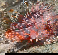 The Seaway Dive Site - Accommodation Tasmania