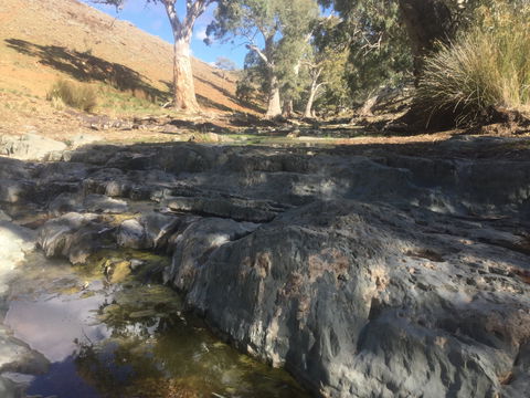 Three Creeks Station -Arkaroona Creek Walk - Accommodation Tasmania 0