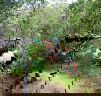 TreeTop Challenge - Accommodation Tasmania
