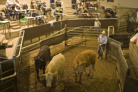 Wagga Wagga Livestock Marketing Centre - Accommodation Tasmania 0