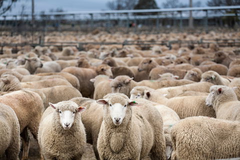Wagga Wagga Livestock Marketing Centre - Accommodation Tasmania 1