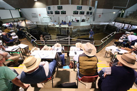 Wagga Wagga Livestock Marketing Centre - Accommodation Tasmania 2