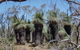 Warby-Ovens National Park - thumb 2