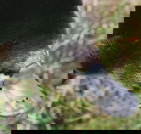 Warrawong Wildlife Sanctuary - Accommodation Tasmania