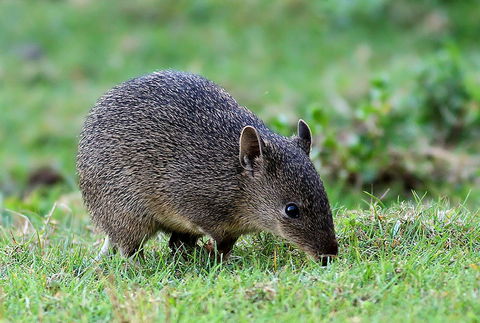 Warrawong Wildlife Sanctuary - Accommodation Tasmania 1